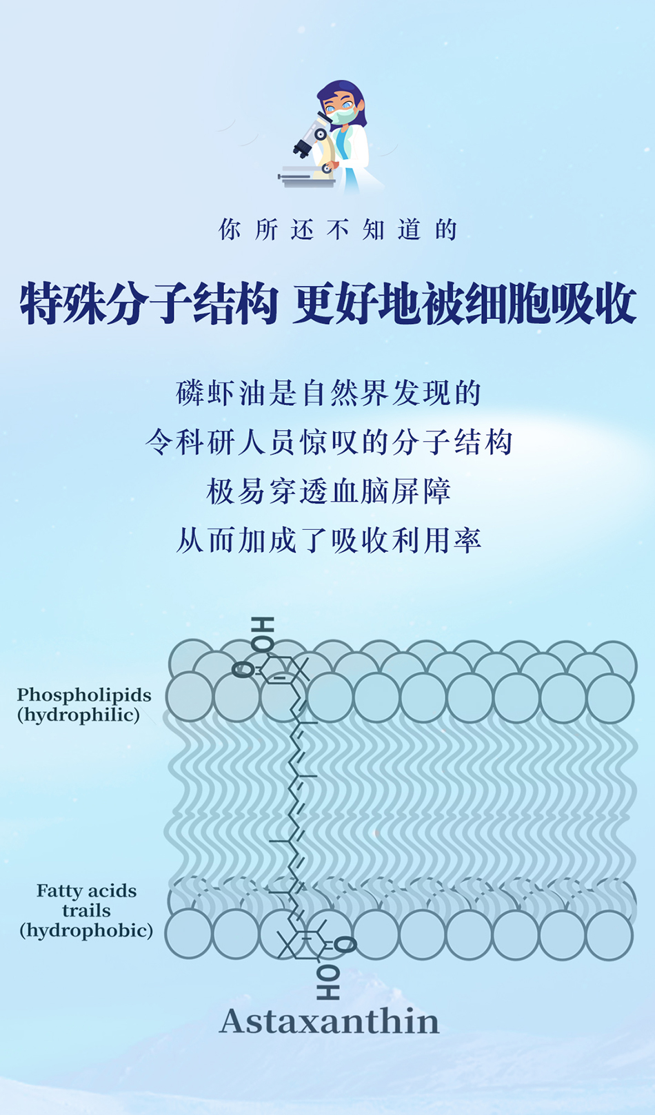 南極海寶特殊的分子結(jié)構(gòu)